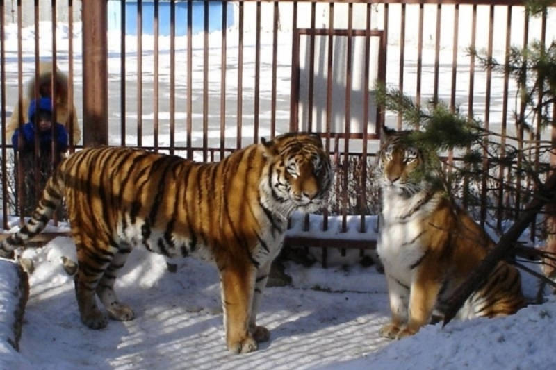 Накануне Дня всех влюблённых амурские тигры были признаны самой романтичной парой нашего зоопарка.