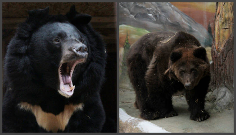 Медведи проснутся лишь через 5-6 месяцев. Фото: Екатеринбургский зоопарк.