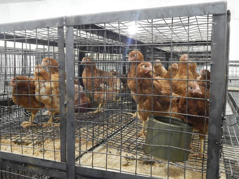 Планируется выйти на производство куриного яйца до 70 тыс. штук в год.<b>&nbsp;</b>Фото: ГУФСИН России по Свердловской области.